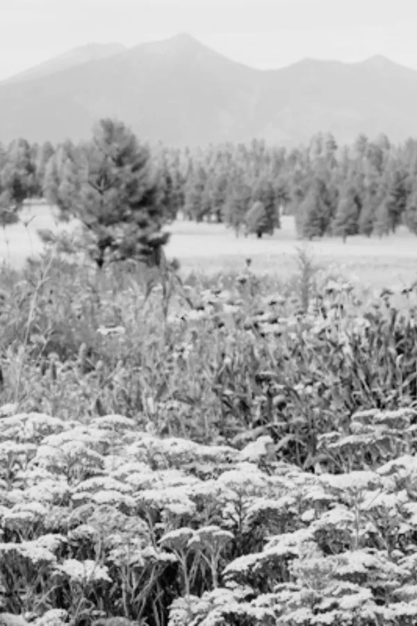 The Arboretum at Flagstaff