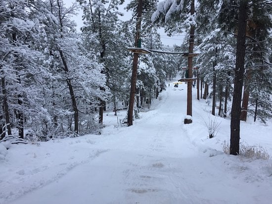 Snow-covered forest road lined with pines and power poles