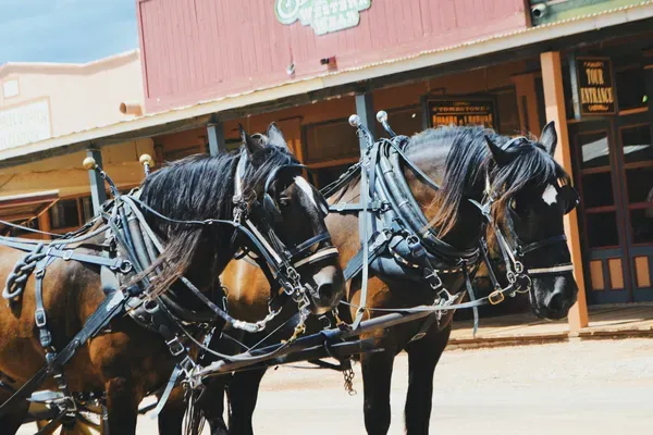 A team of black carriage horses hitched on Allen Street in Tombstone